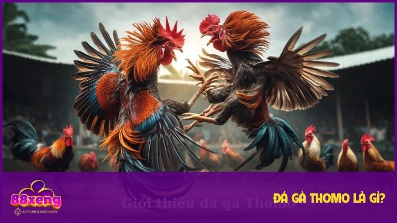 Đá gà Thomo luôn thu hút hội viên trong vài năm gần đây