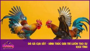 Đá Gà Cựa Sắt - Hình Thức Giải Trí Luôn Tạo Kịch Tính