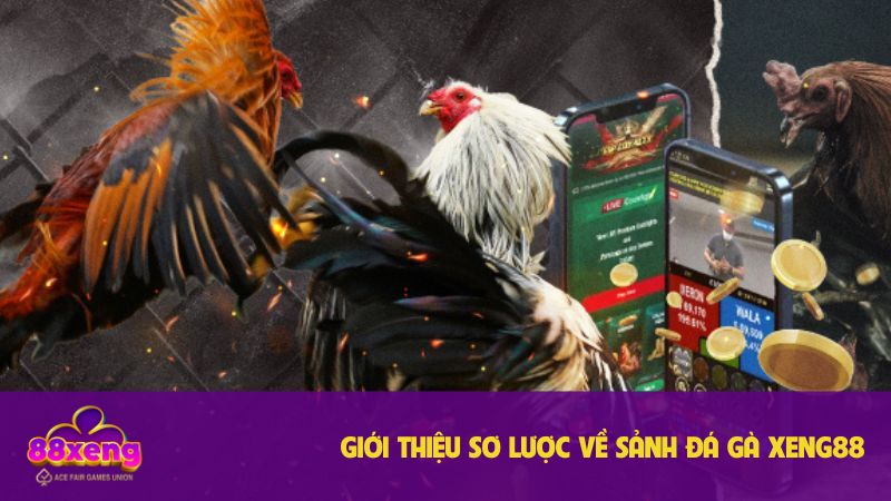 Đá gà Xeng88: Nền tảng cá cược uy tín, đa dạng hình thức cược 1 Sơ bộ sảnh đá gà Xeng88