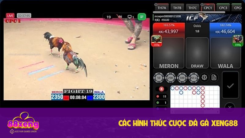 Đá gà Xeng88: Nền tảng cá cược uy tín, đa dạng hình thức cược 2 Hình thức chọi gà phong phú để cược