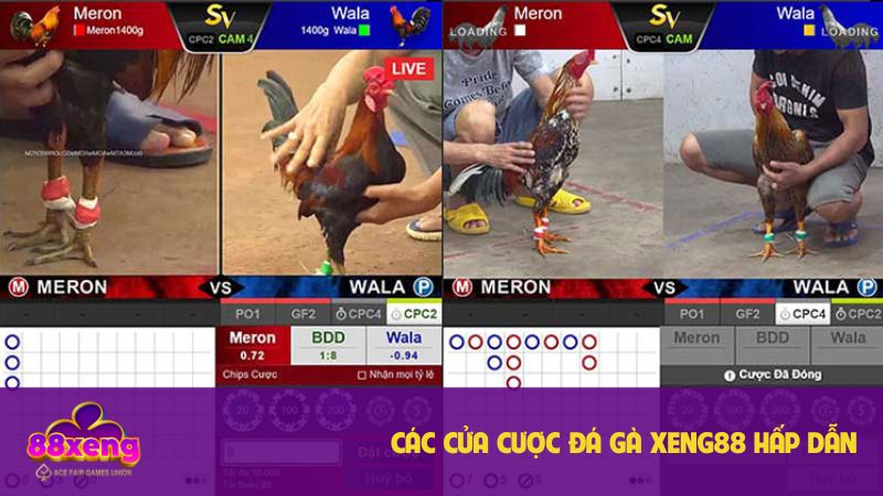 Đá gà Xeng88: Nền tảng cá cược uy tín, đa dạng hình thức cược 3 Các cửa cược chọi gà Xeng88